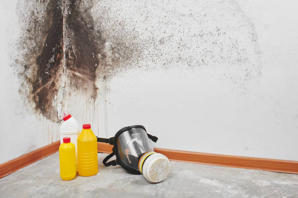 Professional Mold Remediation in Palm City, FL