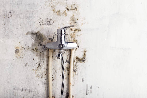 Best HVAC Mold Remediation in Palm City, FL