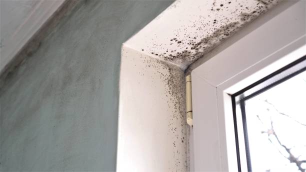 Best Commercial Mold Remediation in Palm City, FL