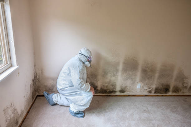 Best White Mold Remediation in Palm City, FL