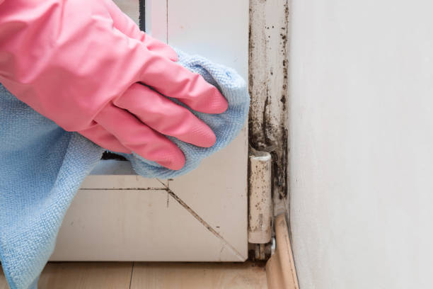 Best Residential Mold Remediation in Palm City, FL